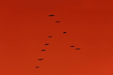 (Copyright © www.dresden-fotografie.de, Sylvio Dittrich, +49 1772156417) Wild geese in the autumn