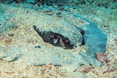 Lateral close-up of head camouflaged with sand Body of mangrove stingray (Urogymnus granulatus)