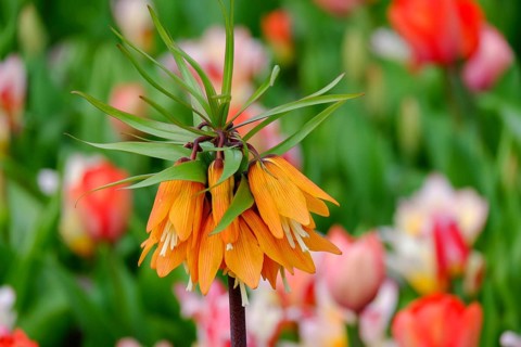 Kaiser's crown (Fritillaria imperialis), Keukenhof, Lisse, South Holland, Netherlands