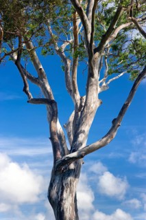 Eucalyptuses (Eucalyptus), tree, eucalyptus, flora, on the east coast, Queensland, Australia,