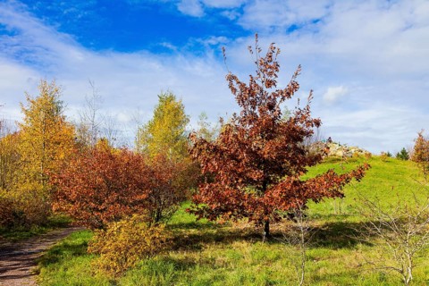 The Forest Botanical Garden Tharandt is an institution of the Technical University of Dresden and