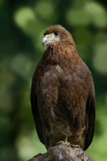 Mountain caracara (Daptrius megalopterus) (Phalcoboenus megalopterus), immature, captive, occurring