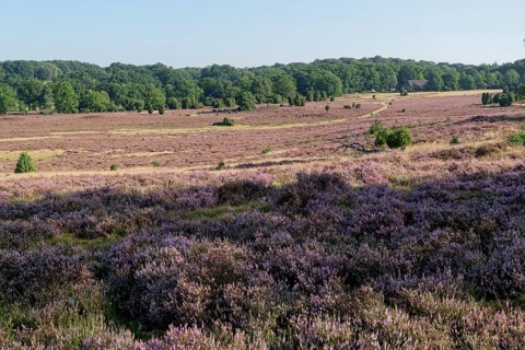 Heathland landscape and hiking trail during the heath blossom in the Lüneburg Heath nature reserve.