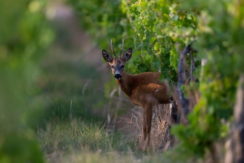 Roebuck in summer, Wittlich, Rhineland-Palatinate, Germany, Europe