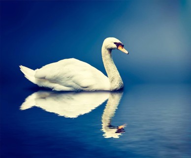 Vintage retro effect hipster style image of Mute Swan (Cygnus olor)