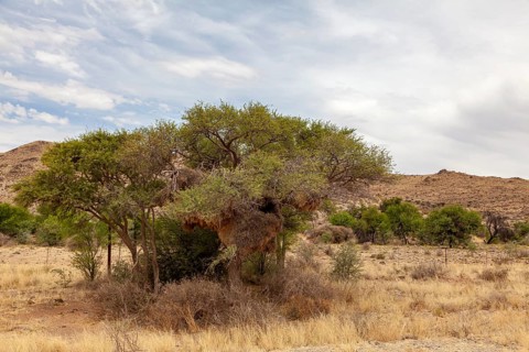 Tree with community nest of settler weavers (Philetairus socius), Namibia, Africa