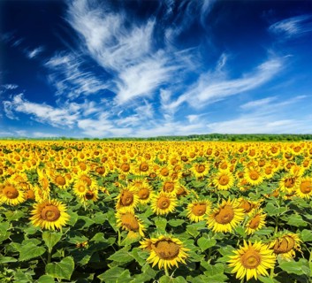 Idyllic scenic summer landscape, blooming sunflower field and blue sky