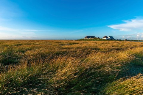 Hamburger Hallig, Reußenköge, North Frisia, dwelling mound, reed houses, grasses, evening light,