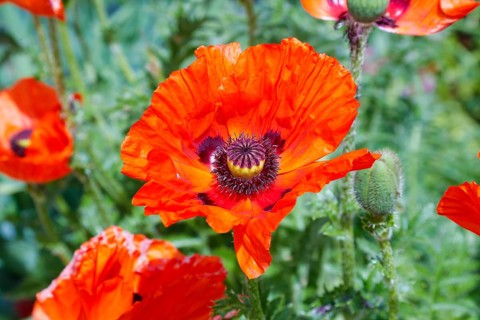 Poppy, red poppies (Papaver) in full bloom, green leaves, perennials, flowers, blossoms, buds,