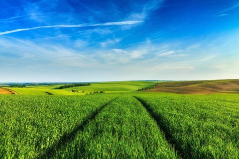 Green fields of Moravia with blue sky, Czech Republic, Europe