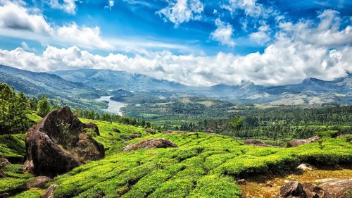 Panorama of green tea plantations in Munnar, Kerala, India, Asia