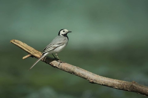 White wagtail (Motacilla alba), Branch, Eppstein, Taunus, Hesse, Germany, Europe