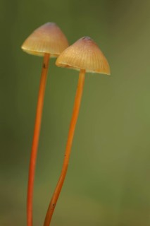 Saffrondrop bonnet (Mycena crocata), two, stalk, long, thin, Bremthal, Eppstein, Taunus, Hesse,