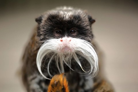 Caesarean tamarin, emperortamarin (Saguinus imperator), adult, portrait, captive