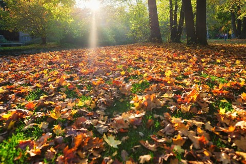 Golden autumn fall October in famous Munich relax place, Englischer Garten. English garden with