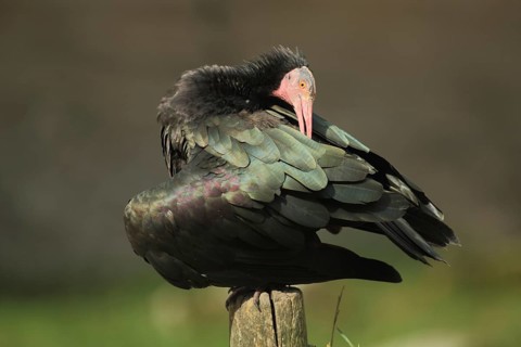 Northern bald ibis (Geronticus eremita), plumage care, captive