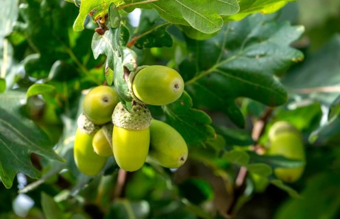 Acorns of a English oak (Quercus robur), Münsterland, North Rhine-Westphalia, Germany, Europe