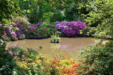 Rhododendron blossom around a pond in the castle park, created in the 18th century. Berleburg