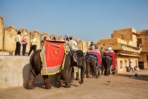 JAIPUR, INDIA, NOVEMBER, 18: Tourists riding elephants in Amber fort, Rajasthan, Elephant ride is a