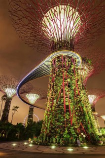 SINGAPORE, DECEMBER 31, 2013: Night view of Supertree Grove at Gardens by the Bay. Futuristic park