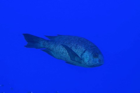 Black and white snapper (Macolor niger), Dangerous Reef Dive Site, St Johns Reef, Saint Johns, Red