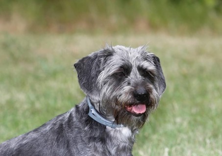 Dachshund Shih Tzu mix (Canis lupus familaris), male 4 years, Portraet, North Rhine-Westphalia,