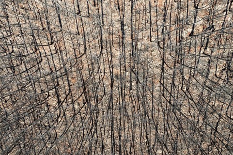 Burned Stone or Umbrella Pines (Pinus pinea) after a forest fire, aerial view, drone shot, Sierra