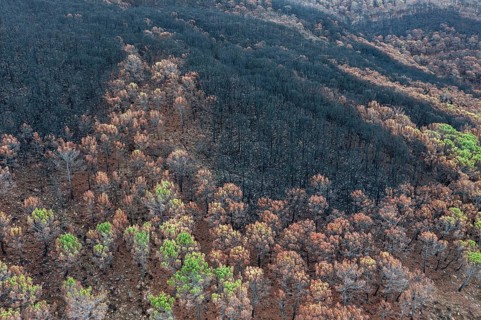 Burned Stone or Umbrella Pines (Pinus pinea) after a forest fire, aerial view, drone shot, Sierra