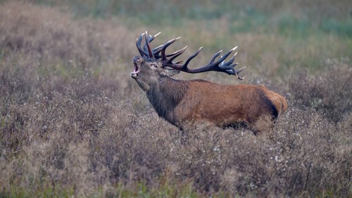 Red deer (Cervus elaphus), capital stag roaring stands in a meadow, Zealand, Denmark, Europe