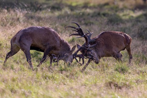Red deer (Cervus elaphus), rutting fight of two capital stags in a meadow, Zealand, Denmark, Europe