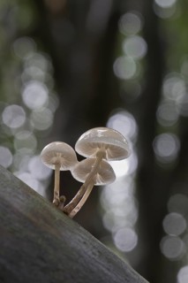 Porcelain fungi (Oudemansiella mucida), Emsland, Lower Saxony, Germany, Europe