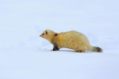 Ferret (Mustela putorius furo), adult, albino, in winter, in the snow, Bohemian Forest, Czech