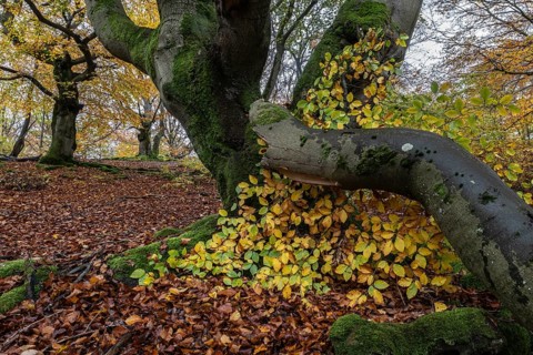 Ancient copper beech (Fagus sylvatica), Hutebuche, Hutewald Halloh, Hesse, Germany, Europe