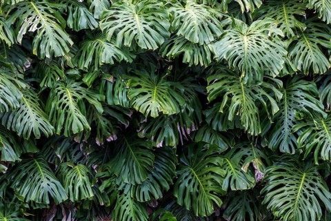 Window leaves (Monstera), Funchal Botanical Garden, Jardim Botanico, Madeira, Portugal, Europe