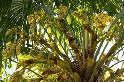 Chusan palm (Trachycarpus fortunei), flowering, inflorescence, Baden-Württemberg, Germany, Europe