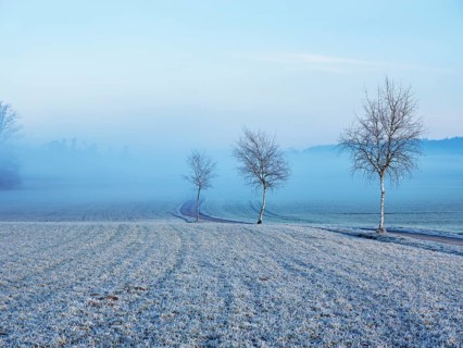Three trees by the wayside, Hagendorn, Canton Zug, Switzerland, Europe