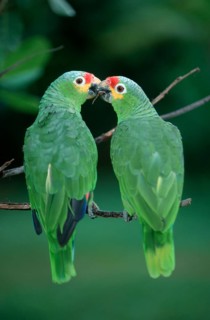 Red-lored Amazons, Honduras (Amazona autumnalis autumnalis)