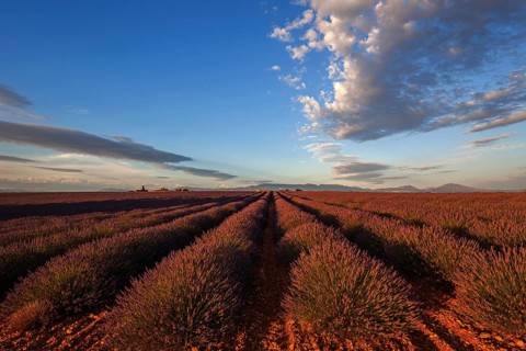Lavender field, flowering true lavender (Lavandula angustifolia), near Valensole, evening light,