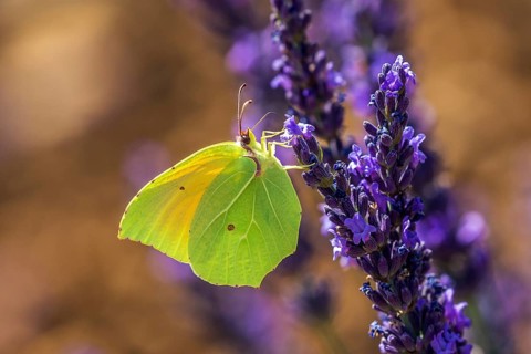 Lemon butterfly (Gonepteryx rhamny) on lavender flower, Provence, France, Europe