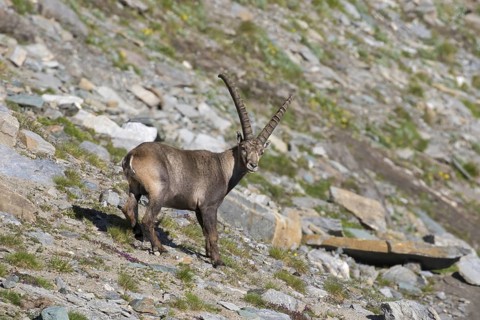 Alpine ibex (Capra ibex) male foraging on mountain slope in summer in the Hohe Tauern National
