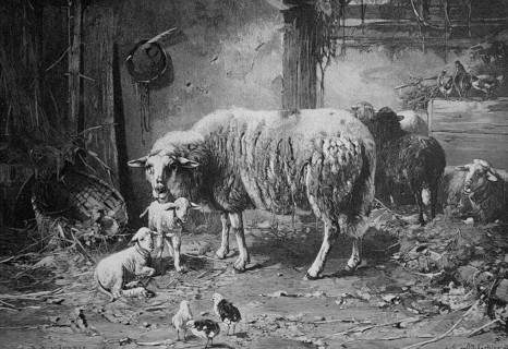 View into the animal stable with sheep and chickens, chicks, farm around 1880, Germany, Historic,