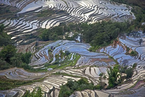 Terraced rice paddies on hillside near Xinjie in the Yuangyang district, Yunnan province, China,