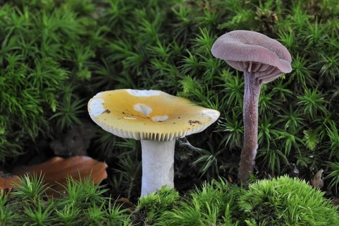 Ochre brittlegill, Common yellow russula (Russula ochroleuca) and Amethyst deceiver (Laccaria