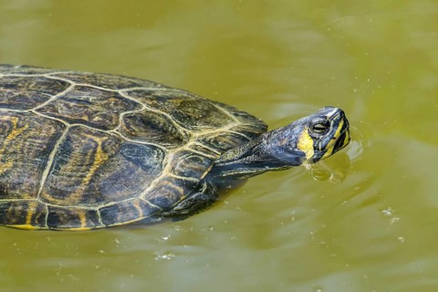 Yellow-bellied slider (Trachemys scripta scripta) swimming in pond, land and water turtle native to