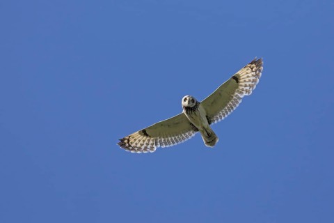 Short-eared owl (Asio flammeus) (Asio accipitrinus) in flight against blue sky