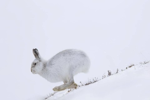 Mountain hare (Lepus timidus), Alpine hare, snow hare in winter pelage running in the snow down