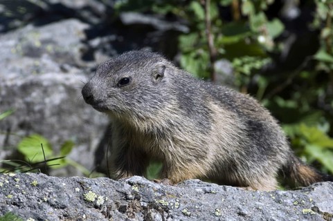 Young Alpine marmot (Marmota marmota) sitting on rock near burrow, Gran Paradiso National Park,