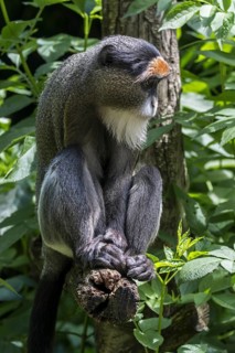 De Brazza's monkey (Cercopithecus neglectus) native to Central Africa in zoo