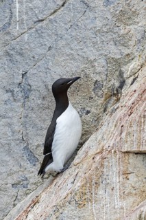 Thick-billed murre (Uria lomvia), Brünnich's guillemot in steep sea cliff rock face at seabird