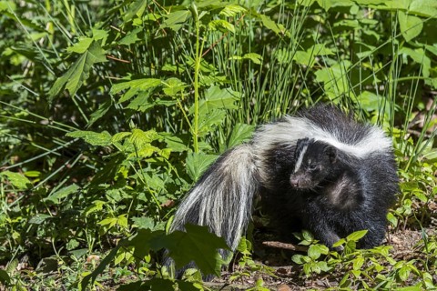 Striped skunk (Mephitis mephitis) foraging in meadow, native to southern Canada, the United States